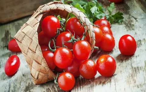 تصویر 4 از گوجه‌ فرنگی زیتونی ممتاز صادراتی در تنوع بالا